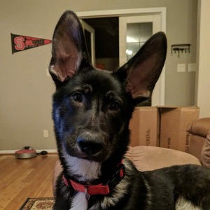 Team Page: Colony Park Animal Hospital